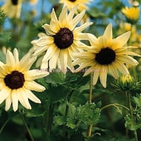 Tournesol blanc