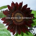 Tournesol chocolat graines