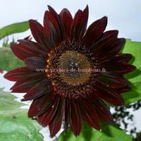 Tournesol chocolat