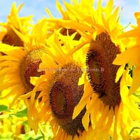 Tournesol geant
