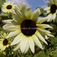 Tournesol vanilla ice