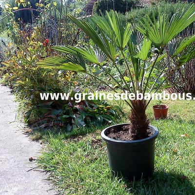 trachycarpus-wagnerianus-referencement-2.jpg
