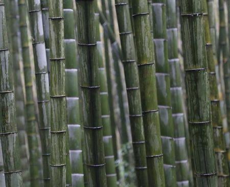 Histoires de bambous