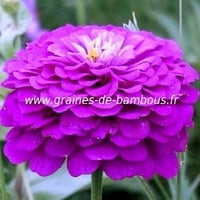 Zinnia 3