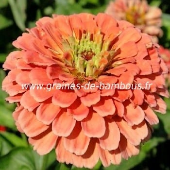 Zinnia couleur saumon