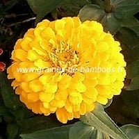 Zinnia jaune