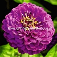 Zinnia violet graines